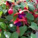 Fuchsia retombant Dark Eyes
