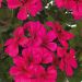 Géranium Lierre TOSCANA ® Villetta Neon Rose