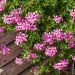 Géranium Lierre simple Roi des Balcons Rose