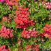 Géranium Lierre simple Roi des Balcons Rouge