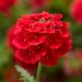 Verveine LANAI ® Scarlet