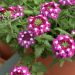 Verveine LANAI ® Cyclops Purple