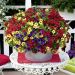 Composition Calibrachoa Confetti Garden TM Hawaiian Hilo