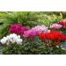 MINI-CYCLAMEN