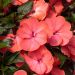 Impatiens de Nouvelle Guinée PARADISE ® Malita