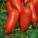 Plant de Tomate Gagliardo F1 Type Cornue
