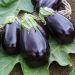 Plant d'Aubergine ronde Bonica F1