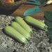 Plant de Courgette blanche Lorea F1