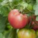 Plant de tomate Honey Moon F1 type Rose de Berne