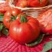 Plant de Tomate Maestria Hybride F1