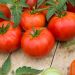 Plant de Tomate St Pierre
