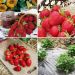 Collection de 60 fraisiers pour une Production Echelonnée