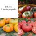 Collection de 3 tomates originales en plants