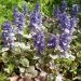 Ajuga reptans Burgundy Glow ou Bugle panachée