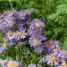 Aster nain Goliath, aster des Alpes bleu ou Aster alpinus