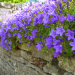 Campanule Muralis ou Campanule des murs