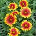 Gaillarde Royal