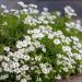 Iberis Sempervirens Snowflake