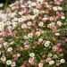 Erigeron Karvinskianus ou Pâquerette des murailles