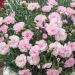 Oeillet anglais Candy Floss, oeillet mignardise ou Dianthus plumarius