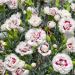 Oeillet anglais Bright Eyes, oeillet mignardise ou Dianthus plumarius