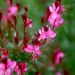 Gaura nain rouge ou Oenothera lindheimeri Gaudi Red