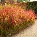 Graminée Imperata Red Baron