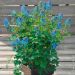 Corydalis BLUE LINE ® Couriblue