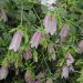 Campanula takesimana Elizabeth ou Campanule rose