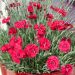 Oeillet nain des Alpes 'Fire Star' ou Dianthus alpinus