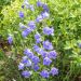 Campanula persicifolia ou Campanule à feuilles de pêcher bleue