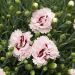 Oeillet anglais Raspberry Sundae, oeillet mignardise ou Dianthus plumarius