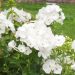 Phlox paniculata Pax