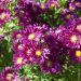 Aster de Nouvelle Belgique Winston S. Churchill, grand aster d'automne ou Aster novi-belgii