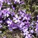 Phlox nain Purple Beauty ou Phlox subulata