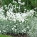 Cerastium tomentosum ou corbeille d'argent ou Oreille de souris