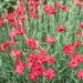 Oeillet nain des Alpes 'Fusilier' ou Dianthus alpinus