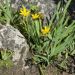 Sisyrinchium de Californie jaune
