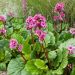 Bergenia cordifolia rose