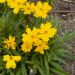 Coreopsis grandiflora Mayfield Giant ou Oeil de jeune fille