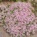Gypsophila repens 'Rosea' ou gypsophile tapissante rose
