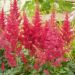 Astilbe rouge Etna, Astilbe X arendsii