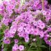 Phlox paniculata Fullhorn rose