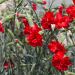 Oeillet anglais 'Lady In Red', oeillet mignardise ou Dianthus plumarius