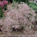 Gypsophila paniculata Flamingo ou gypsophile double rose