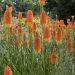 Tritoma uvaria ou kniphofia ou tison de Satan