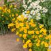 Coreopsis nain jaune