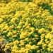 Alysse Corbeille d'or ou Alyssum saxatile