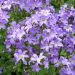 Campanula pyramidalis ou Campanule pyramidale bleue