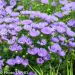 Stokesia laevis MELS BLUE ®